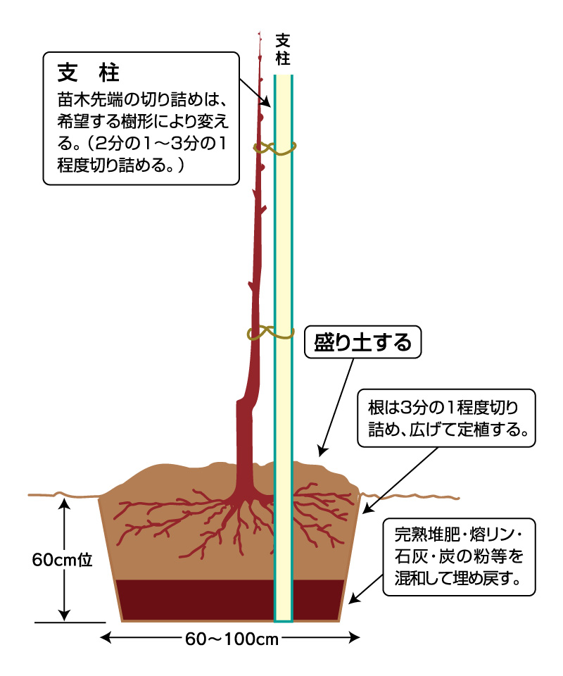 苗木の植え方 原田種苗 りんご苗木 果樹苗木販売