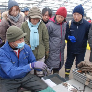 宮館さんの接木作業に奥様方はとっても真剣