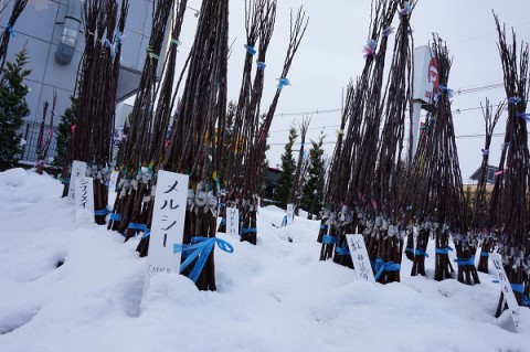 雪に埋もれた苗木