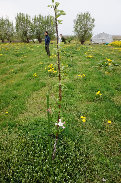 昨年定植した王林ＨＴＳ台が花芽をつける