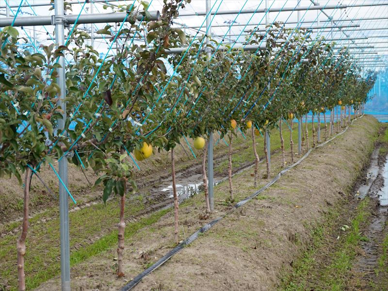視察に行って来ました。｜原田種苗｜りんご苗木、果樹苗木販売